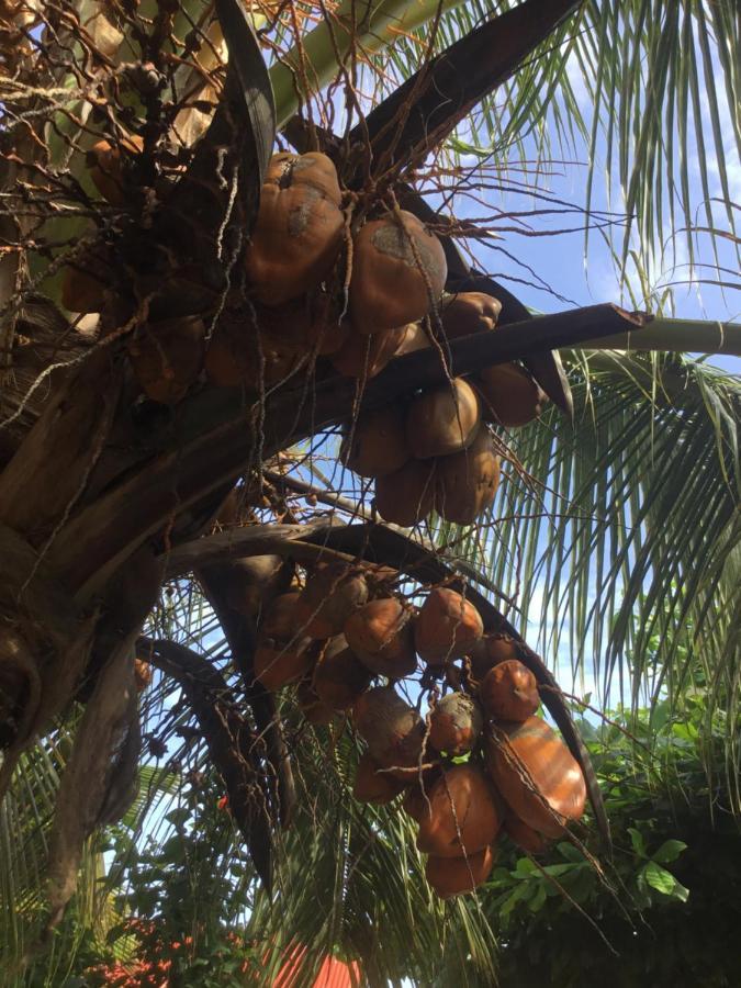 Готель Goasis Nungwi Zanzibar Екстер'єр фото